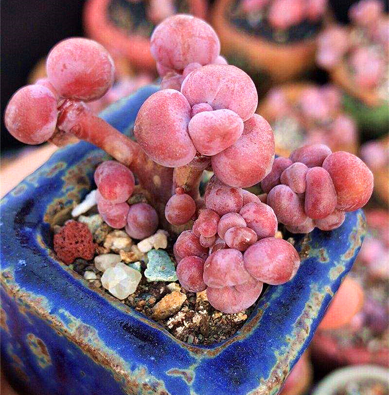 桃蛋叶片干瘪发绿是什么原因,多肉桃蛋叶子干瘪怎么办