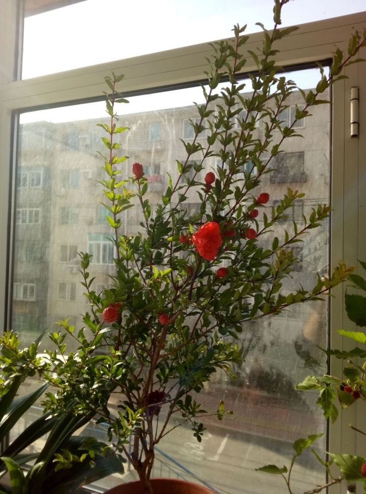 石榴种多久才能开花,盆栽石榴开花结果期怎么施肥