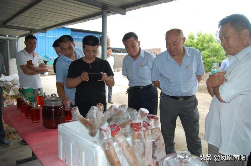 丁长伟梅花鹿养殖,邓州市丁长伟梅花鹿养殖有限公司