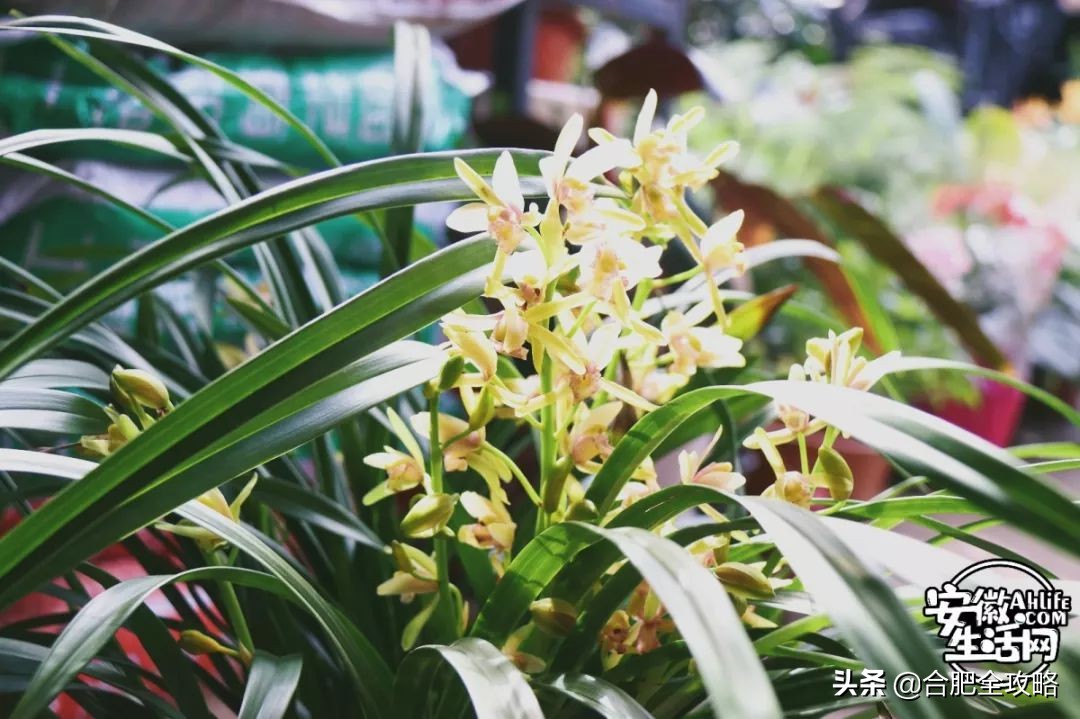 老周谷堆水果批发市场,老周谷堆古玩市场