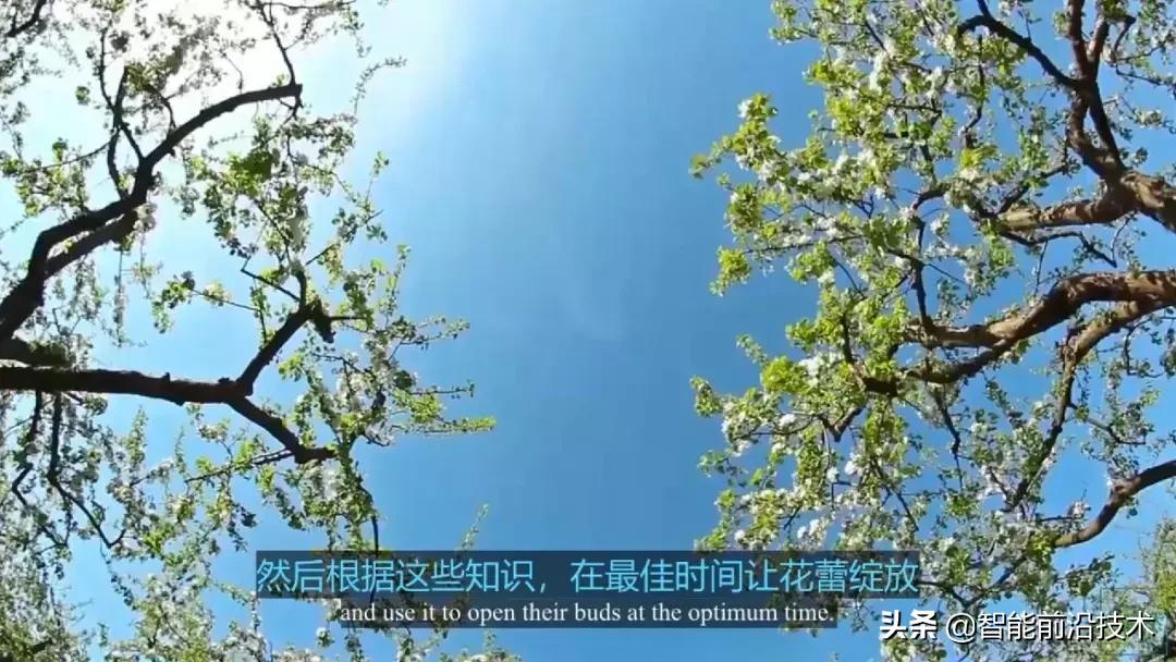 神奇“树联网”，地球本身是一个巨大的超生物体