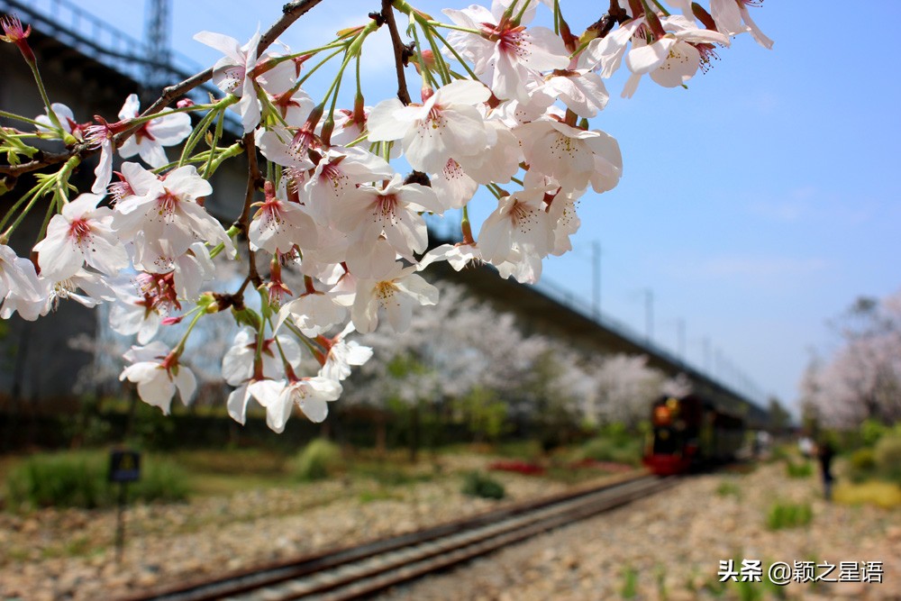 十里樱花十里尘,十五个赏樱地,赴一场樱花之恋