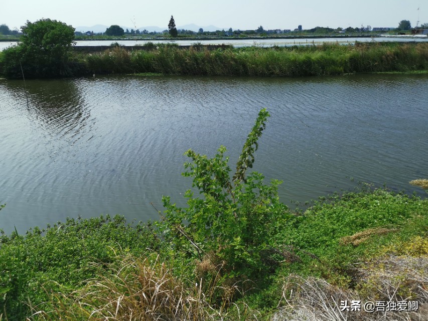 为什么大板鲫吃口很轻,大板鲫一般多少度吃口