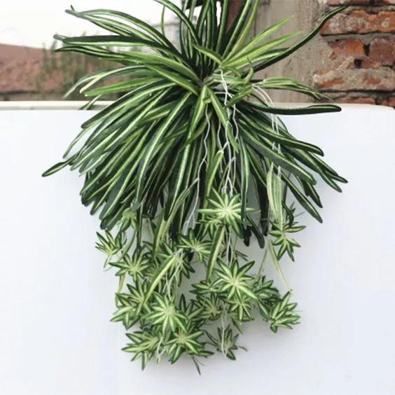 去除厨房油烟植物,家庭除油烟异味好方法