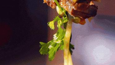 跟湖南人怎么说话,怎么和湖南人说话