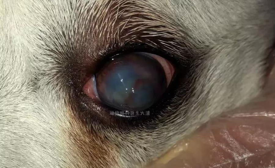 狗狗肠子穿孔了怎么处理,狗狗眼睛穿孔治疗费用