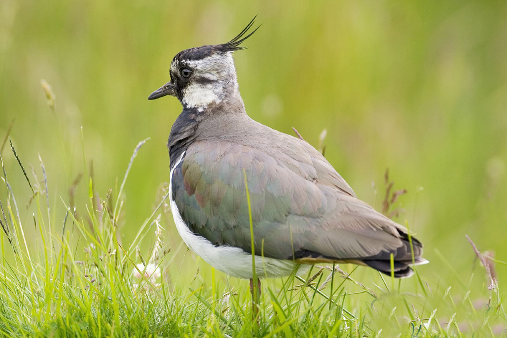 东江揽胜,惠州淡水常见鸟类图谱
