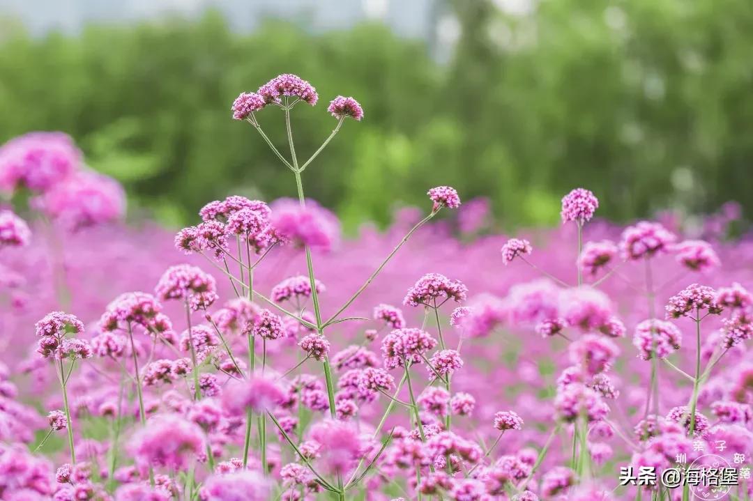 绱壊姊﹀够鑺辨捣鍏洯,娣卞湷鏅綏鏃烘柉2024绱壊鑺辨捣