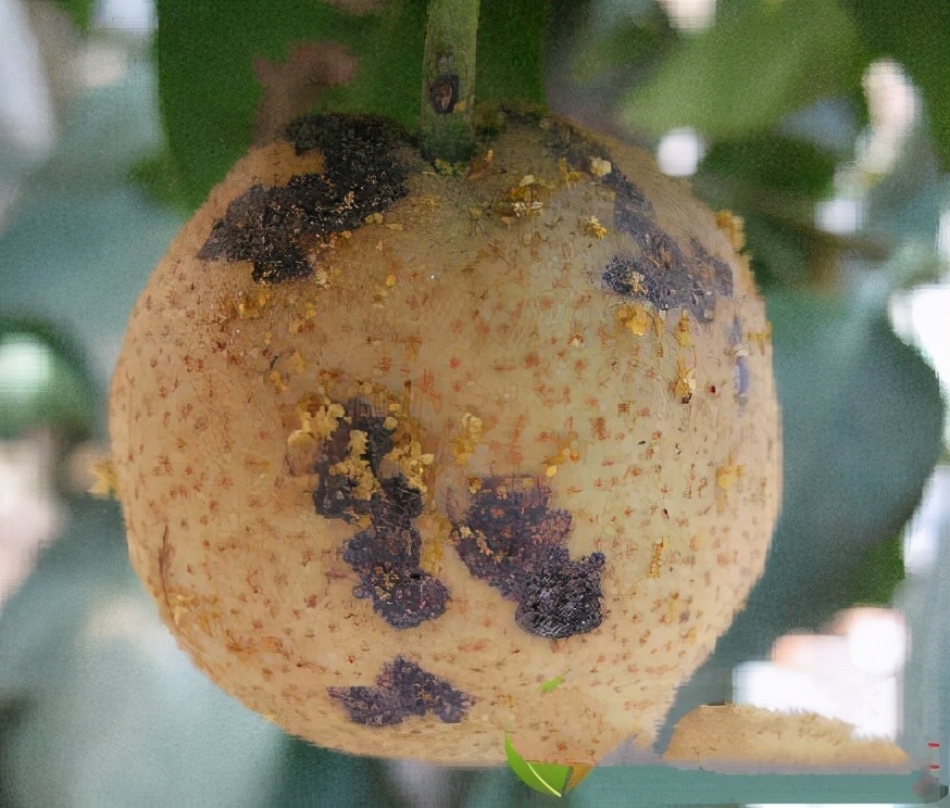 套袋梨病害,套袋苹果虫害