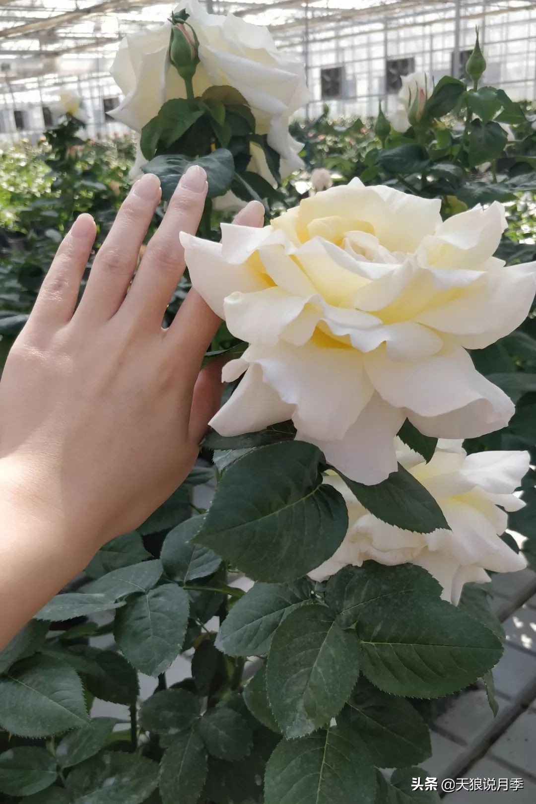 都说“最美人间四月天”，应该就是月季开花的模样吧！