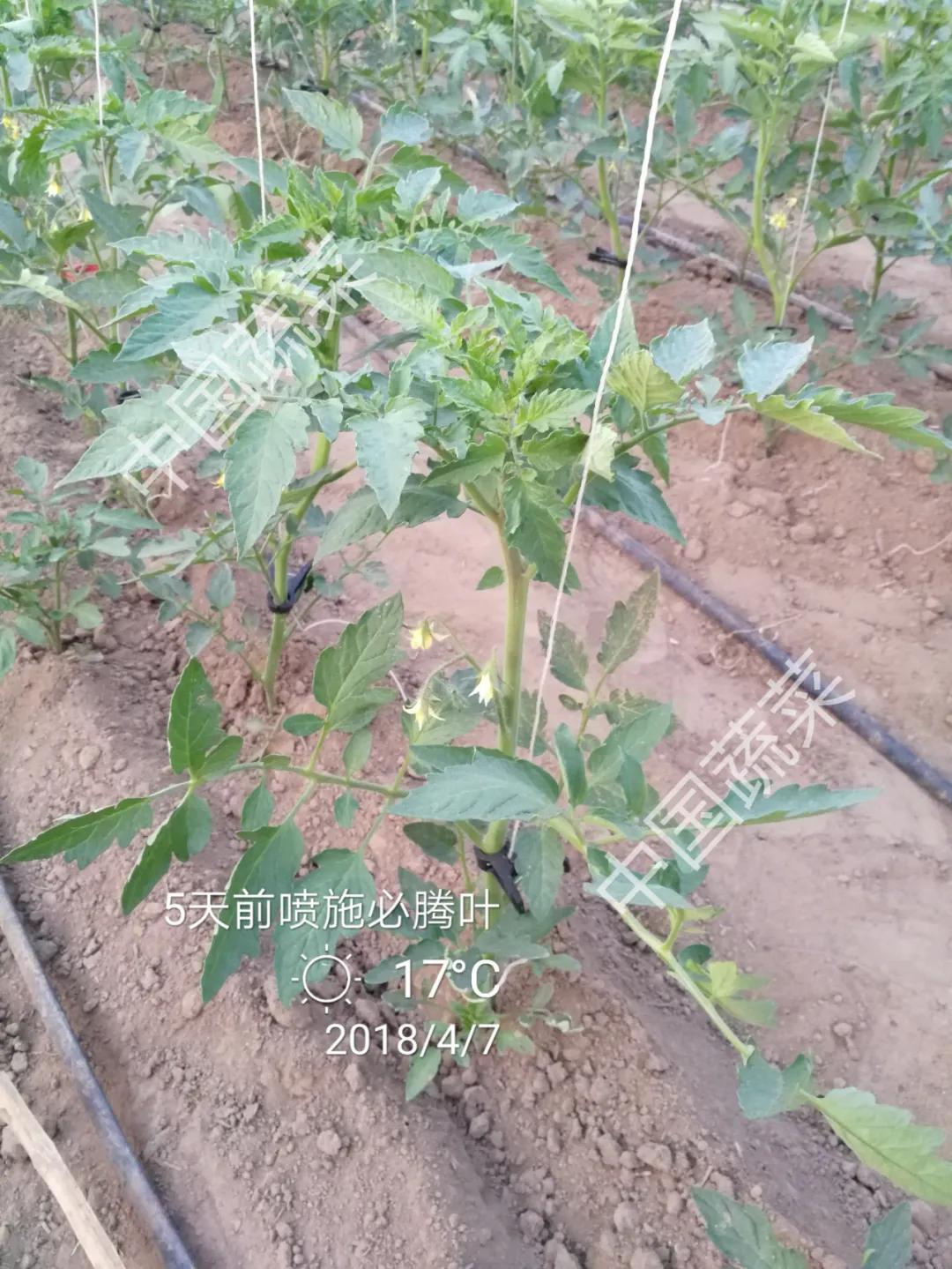 霜冻冰雹雪灾应对措施,冰雹天气请注意防范
