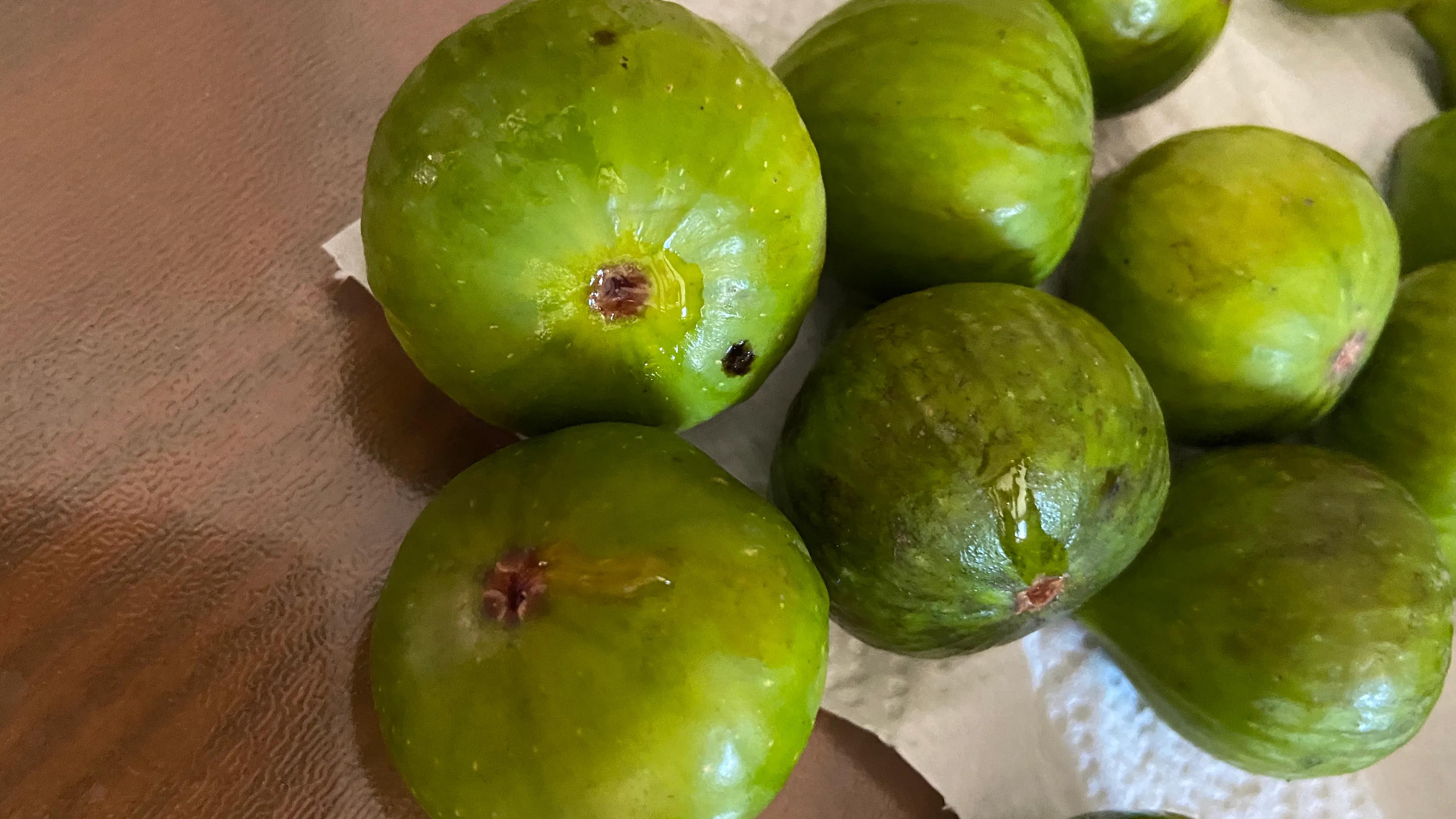 无花果病虫少,无花果怎么防虫蛀