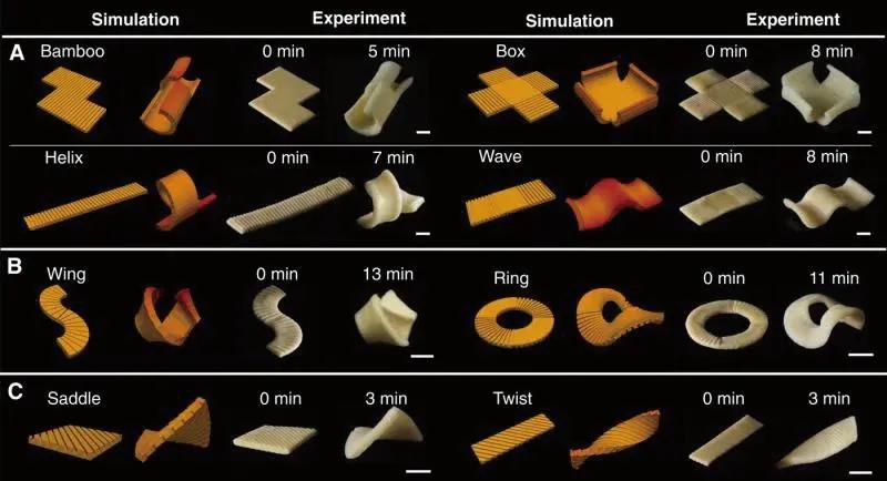 食物设计案例,健康饮食的设计意图