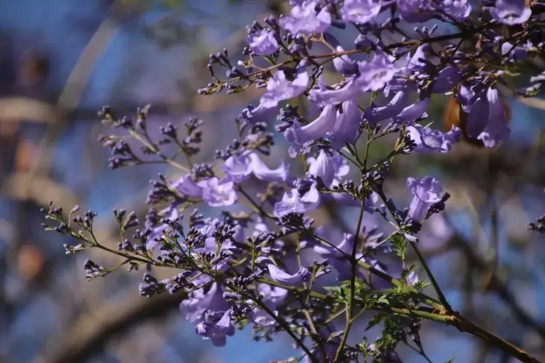凉山最漂亮的花海,西昌赏花攻略