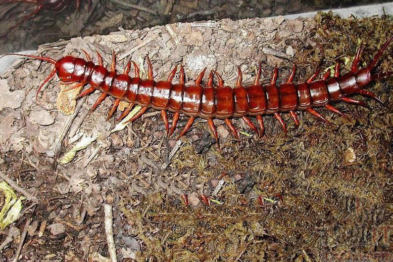 涓浗绾㈤緳铚堣殻楗插吇鏂规硶,涓浗绾㈠法榫欒湀鍒嗗竷鍖哄煙