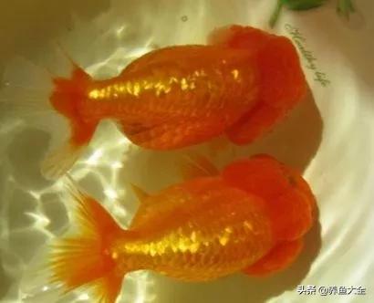 什么金鱼好养又好看,养哪种金鱼又好看又好养