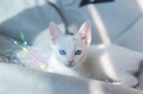 流浪猫被好心人收养后变成粘人,救助小猫被粘鼠板粘住扔到垃圾桶