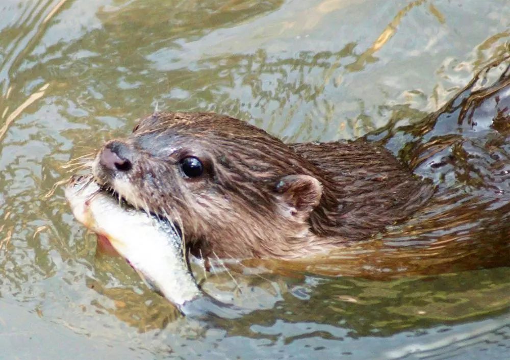网友野外偶遇不明生物,野外偶遇小水獭
