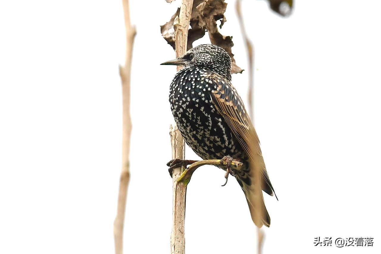 「10.13」北京沙河观鸟日记：收获长尾山椒鸟与中华攀雀