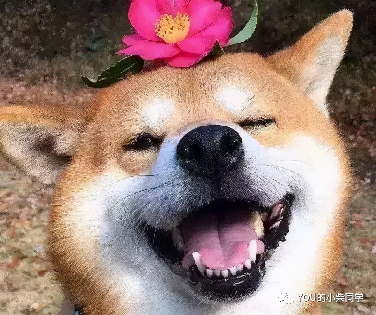 纯种柴犬有哪些特征,纯种柴犬和纯血统有什么区别