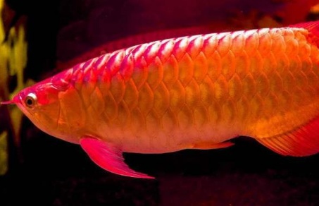 一条鱼卖了5000多,一条鱼卖到1500万