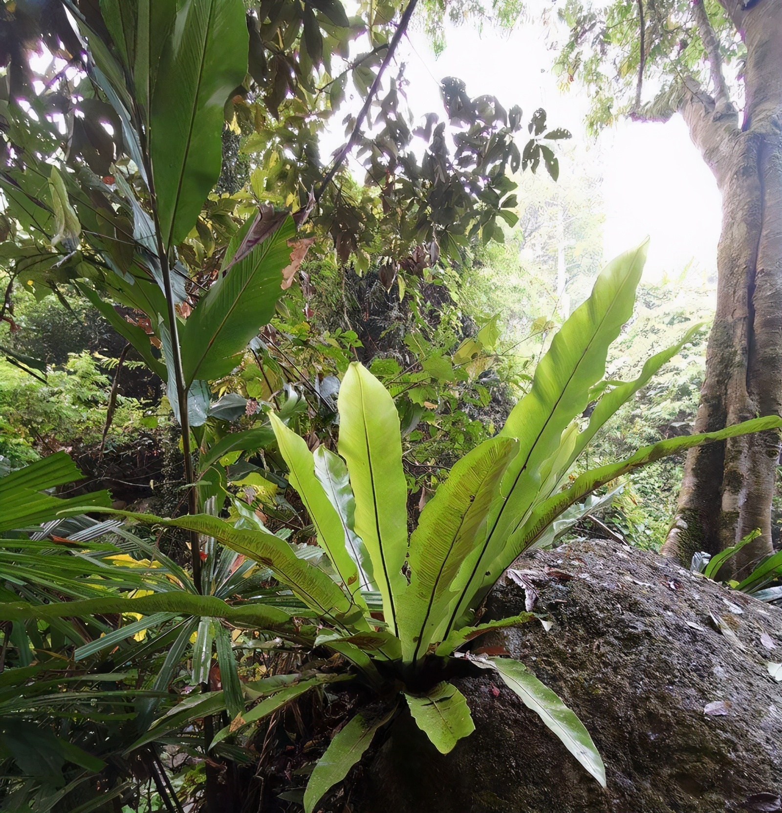 热带雨林犯罪,热带雨林案件最新结果