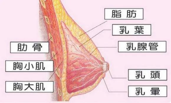 丰胸最新技术,最新丰胸秘籍不反弹