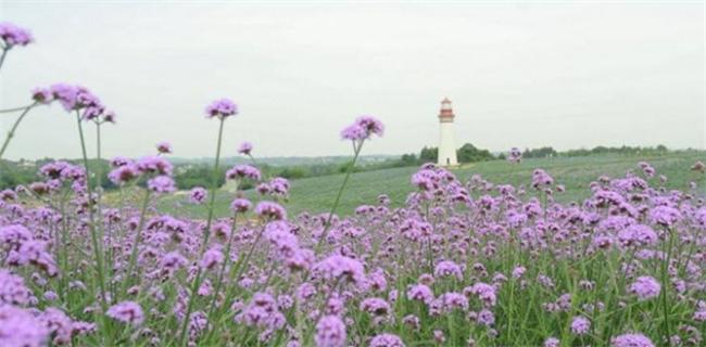 成都周边春天踏青赏花的好地方,成都春季爬山踏青赏花一日游