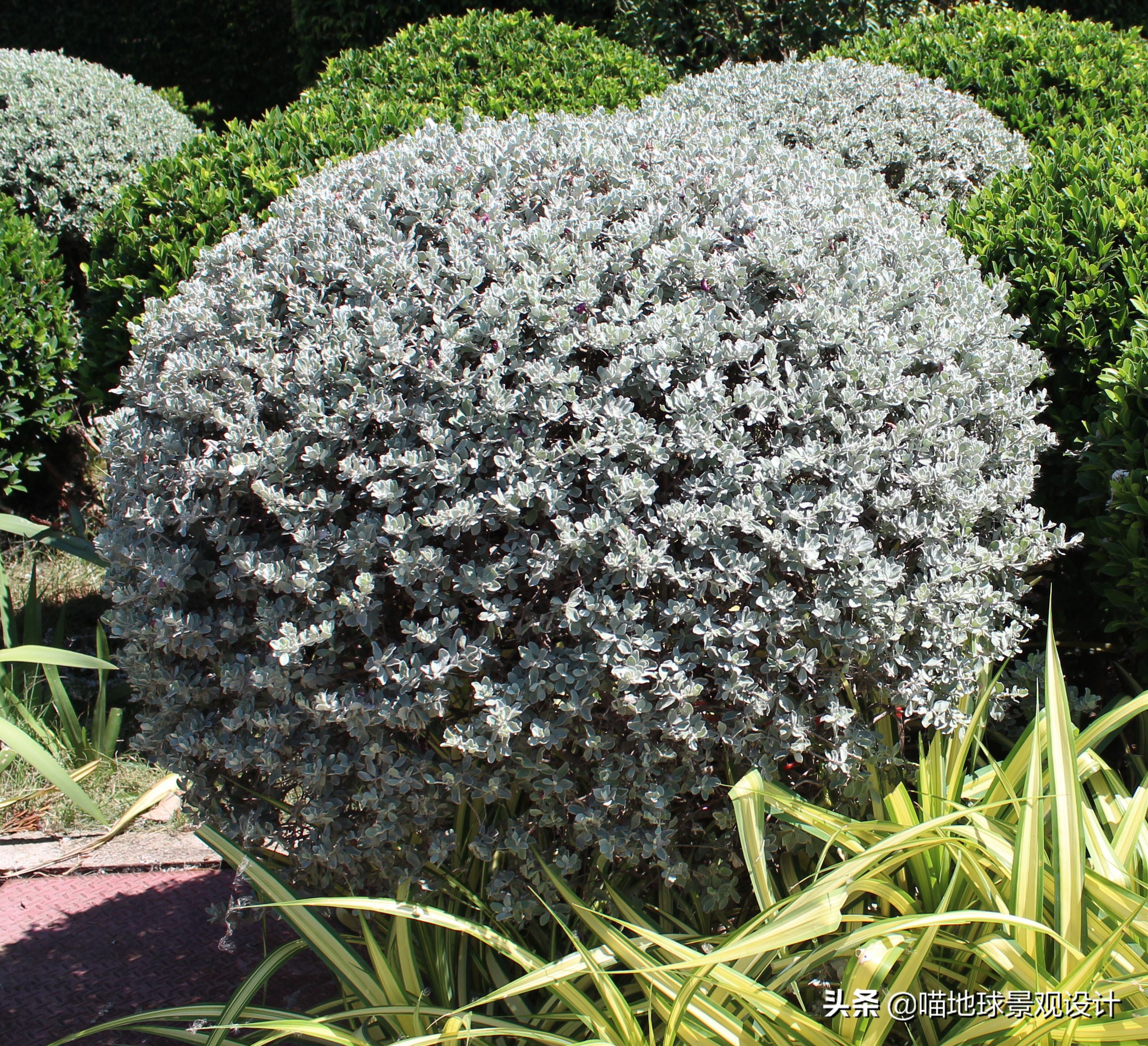 常见的灌木植物100种图片大全,灌木植物种类及图片