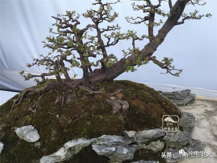 榆树盆景何时修剪最好,盆景怎样修剪最好看