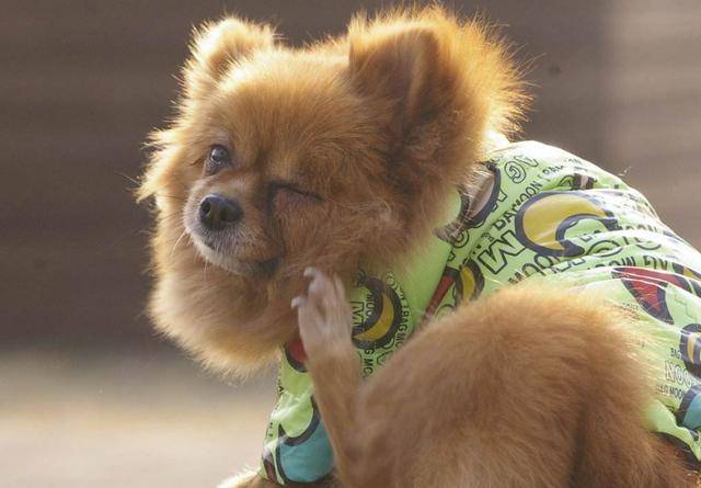 狗狗身上爬满了跳蚤怎么办,狗狗驱虫半个月身上有跳蚤怎么办