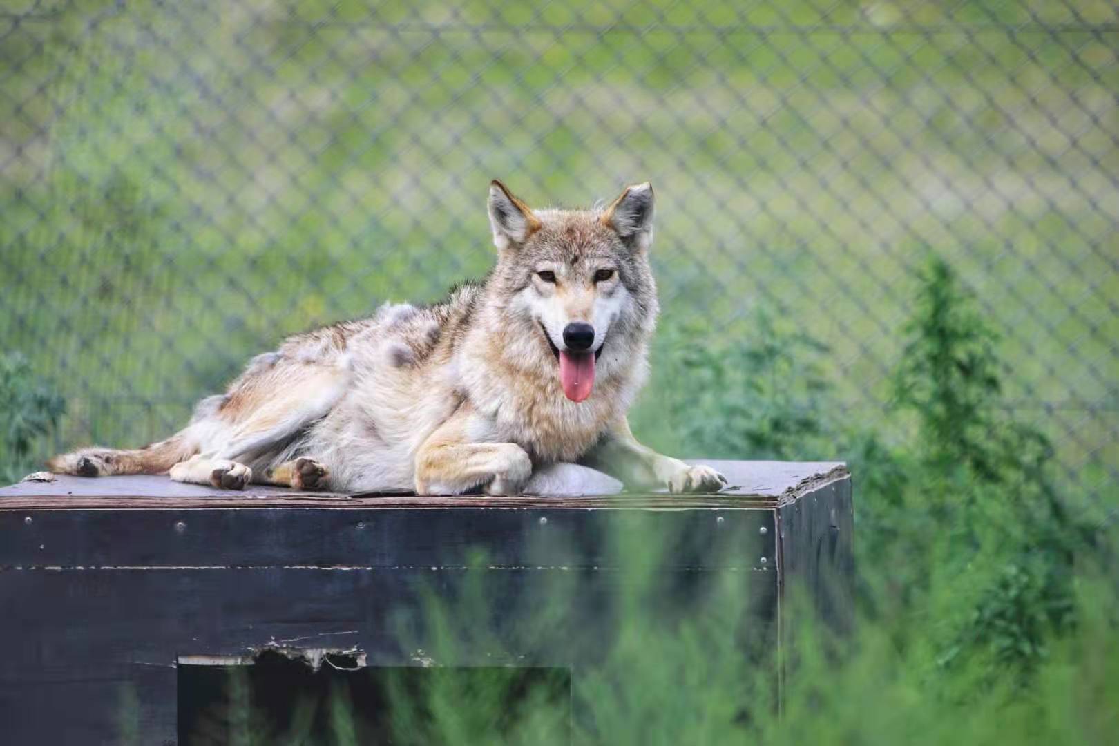 锡林郭勒大草原3天旅游攻略,锡林郭勒大草原五日游推荐