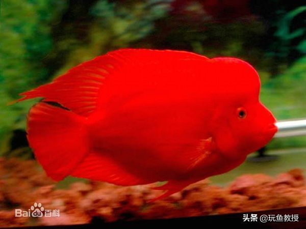 鹦鹉鱼吃食为什么那么慢,鹦鹉鱼厌食