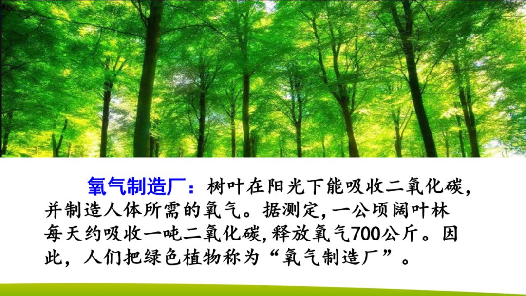 部编版二年级下册语文第4课《*小平邓**爷爷植树》知识点+图文讲解