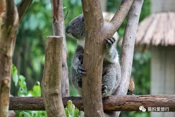 2天游玩广州长隆野生动物园攻略,广州长隆野生动物园步行游玩攻略