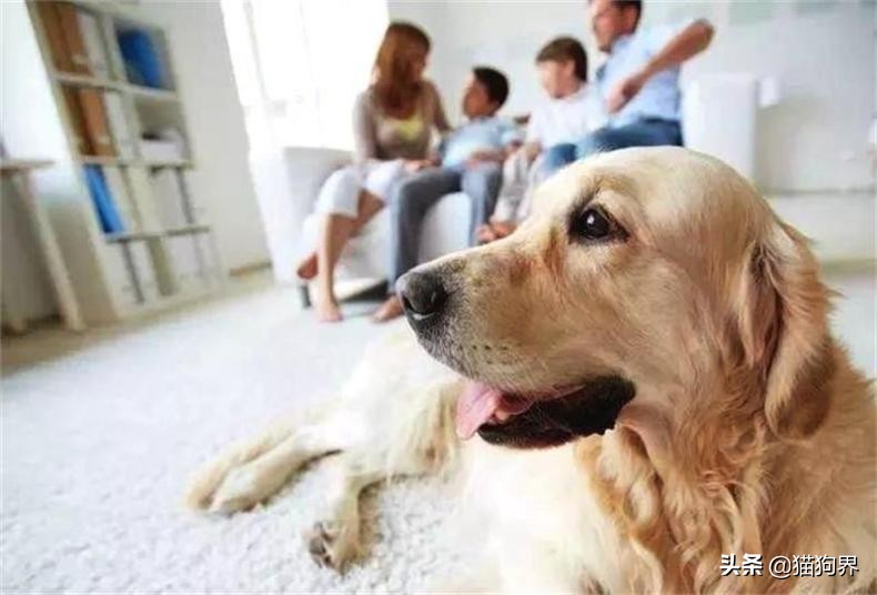 家有狗狗太吵闹5招让它不再叫,家里的狗狗有攻击性怎么办