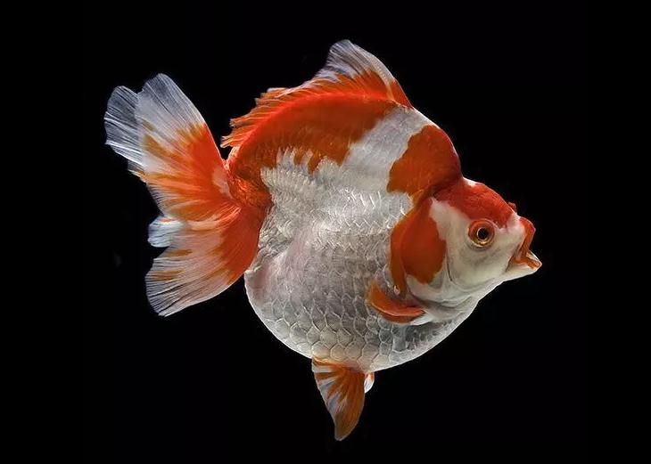 一年级金鱼阅读理解答案,写一写金鱼的外形习性和性格