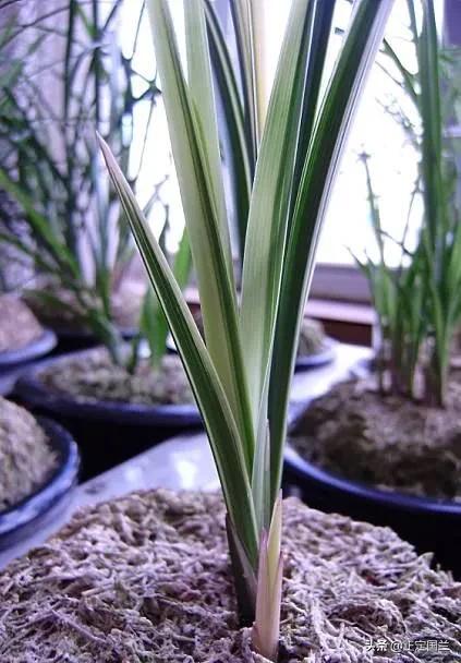 为什么兰花被称为国兰,为什么兰花又叫国兰