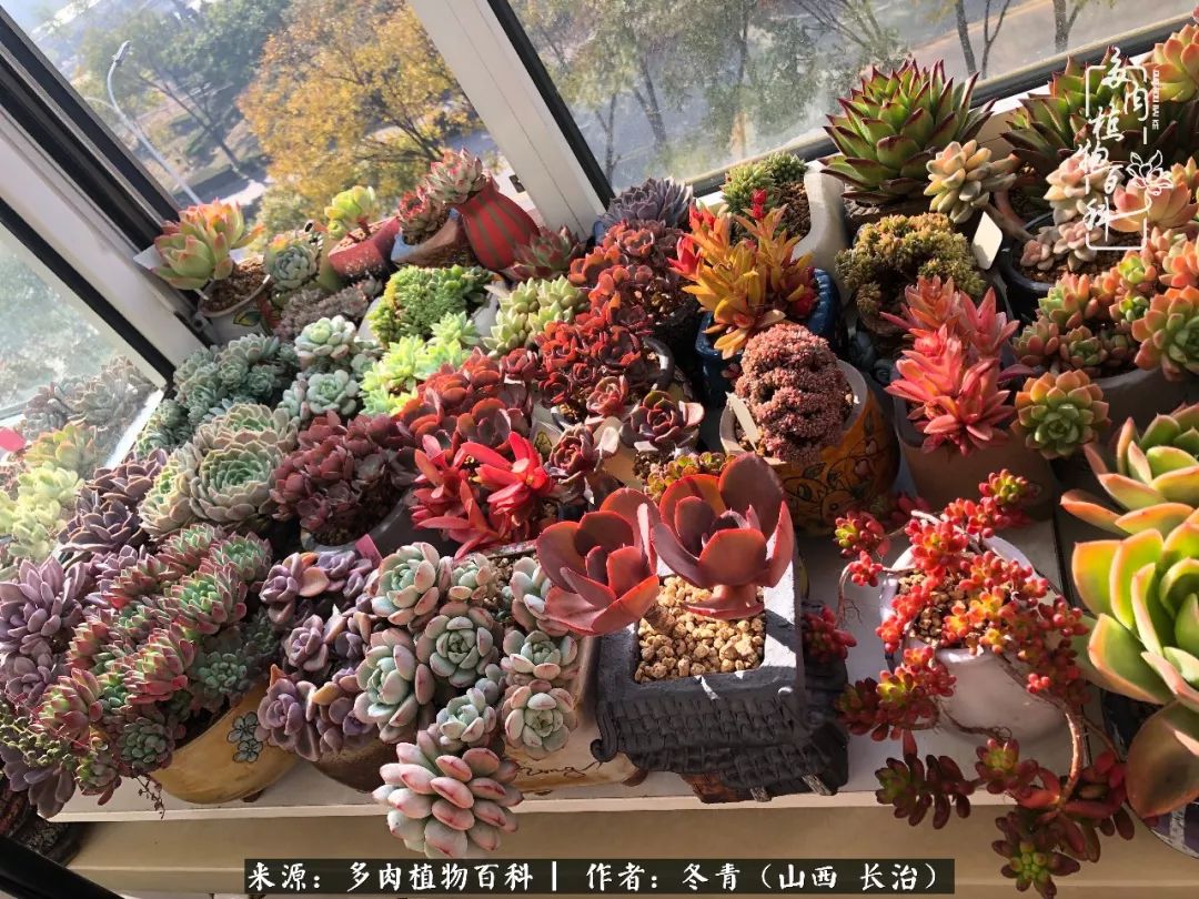 新手养的多肉怎么管理好看,阳台养多肉正确方法