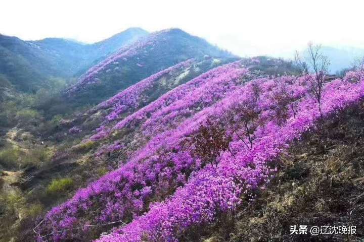 辽宁十大赏花景点,五一观花辽宁新去处