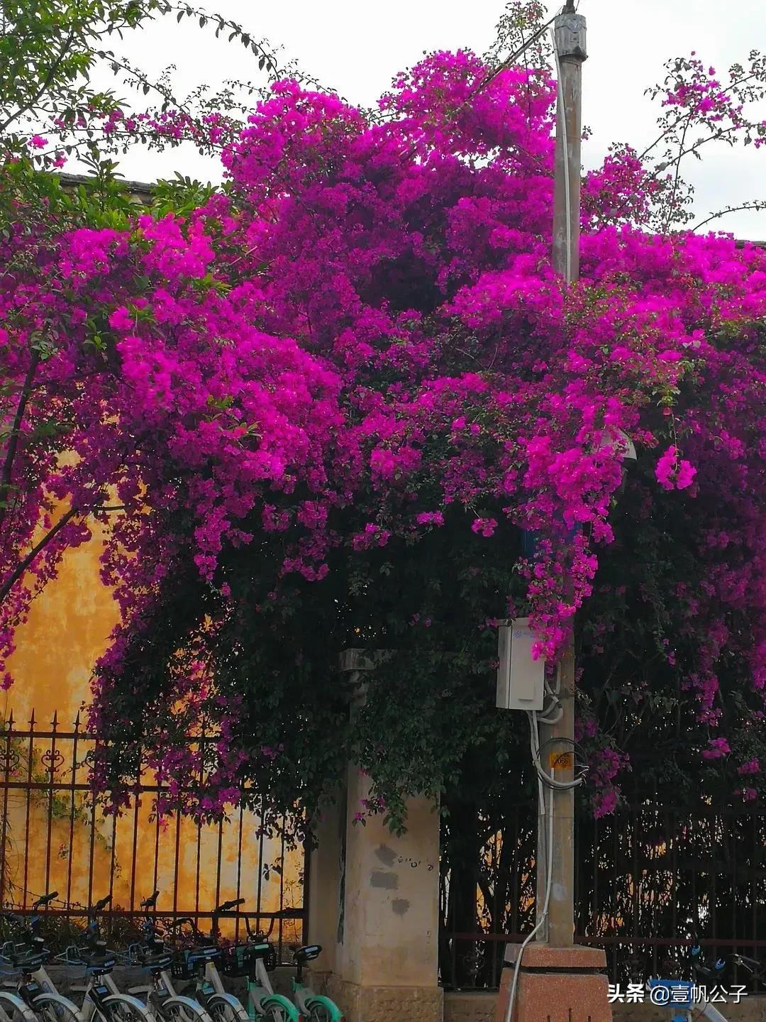 被大理的美景所折服,被丽江的风景美到了