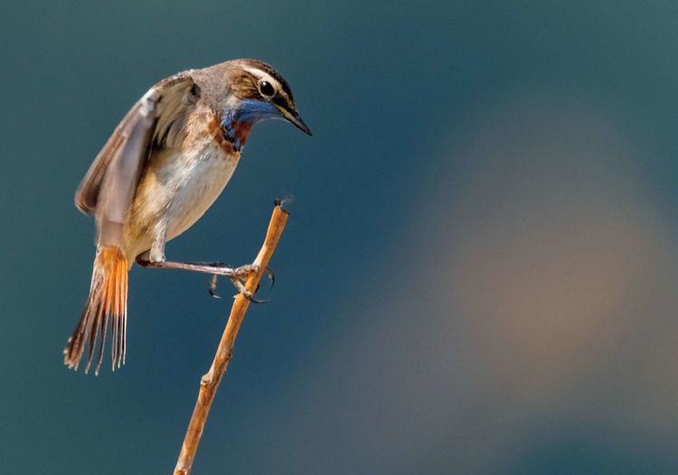 情人岛拍摄地点,情人岛航拍视频