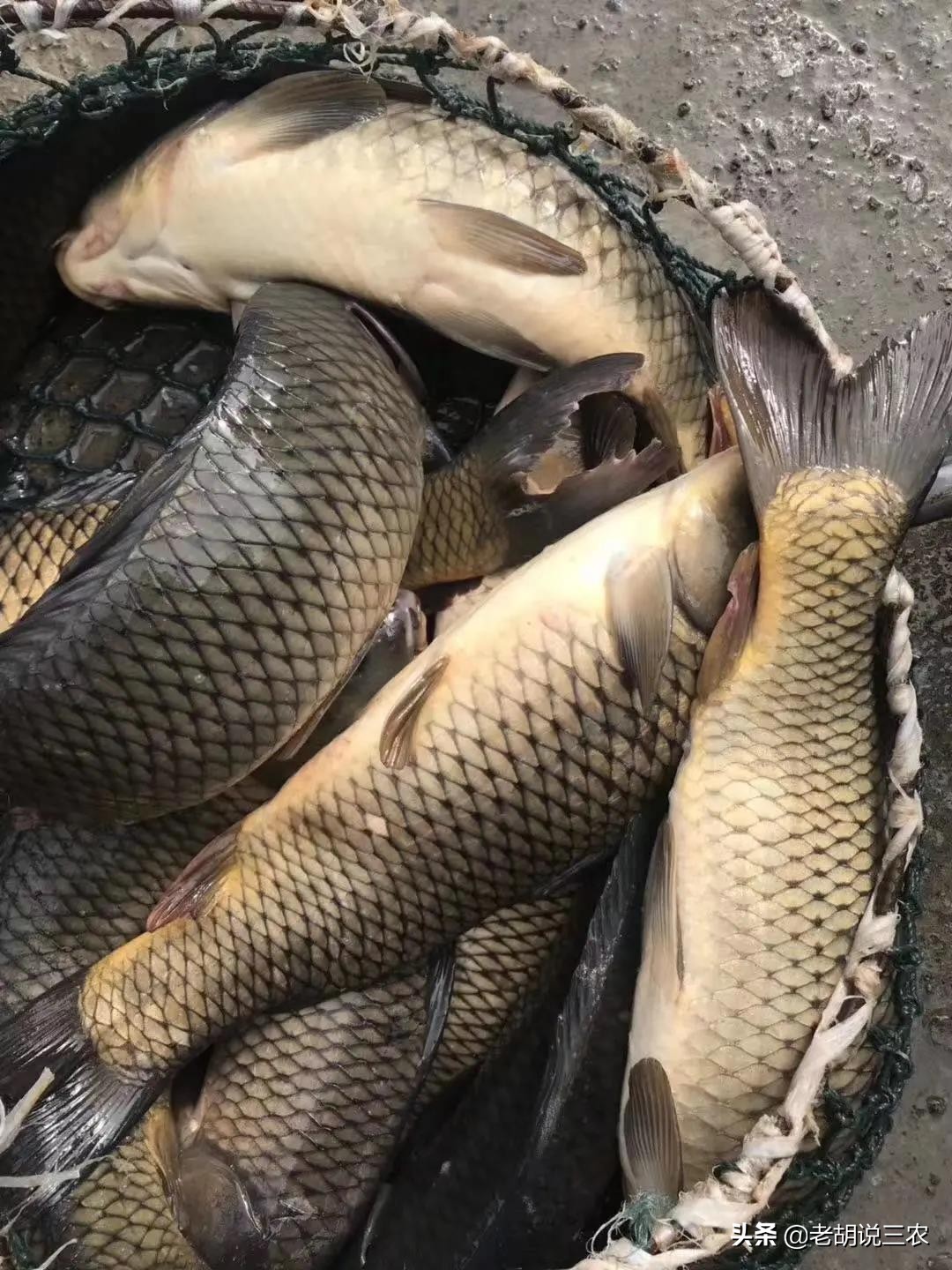 鱼塘养瘦身鲩,10亩鱼塘养回鱼一年利润有多少