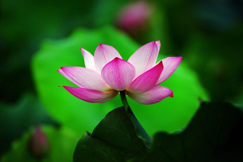 常德，那些惊艳夏日的荷花