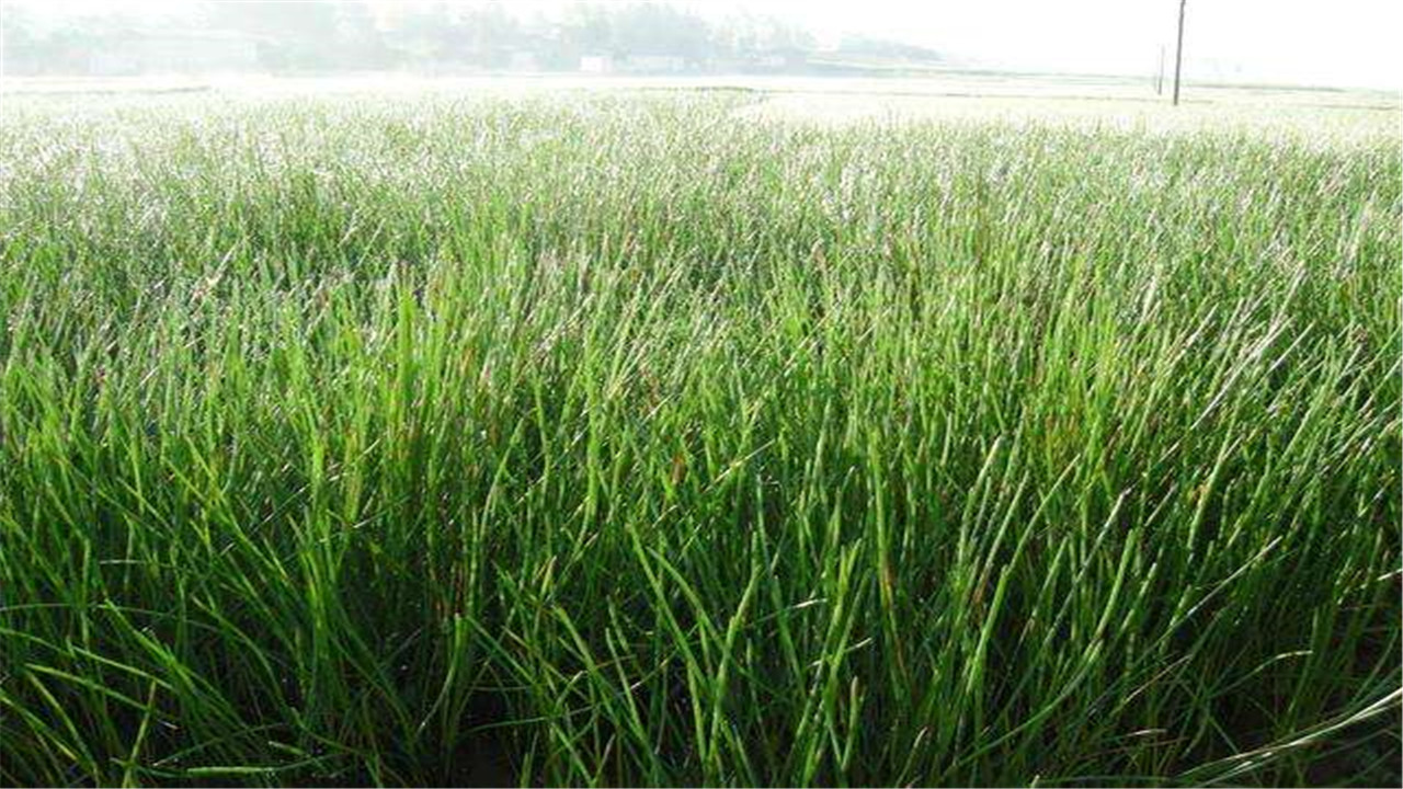 马蹄荸荠怎么种植产量高,荸荠如何种植技术视频