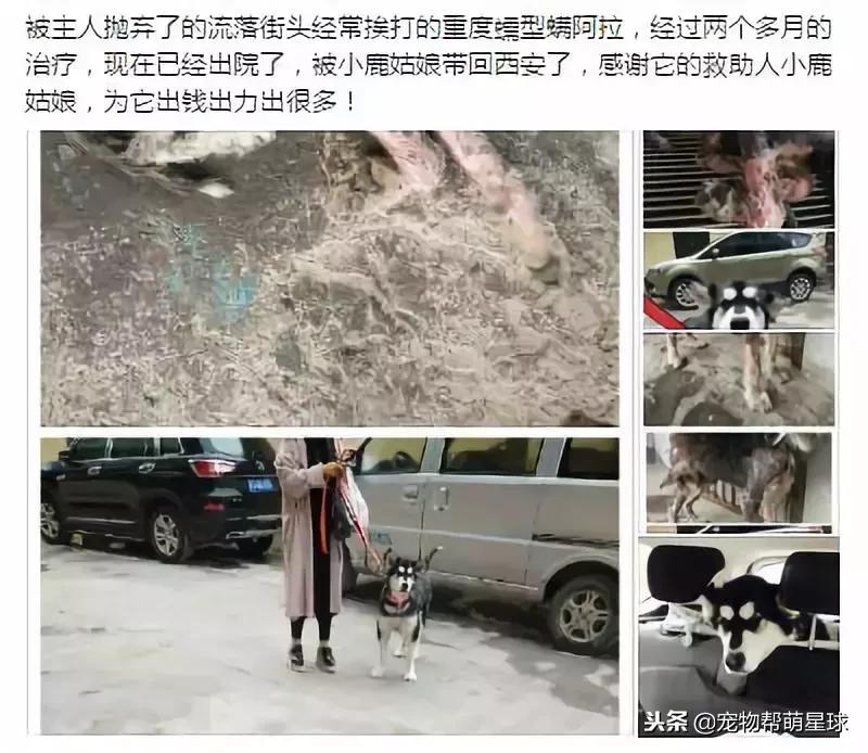 博美小狗被打视频,人们暴打博美犬