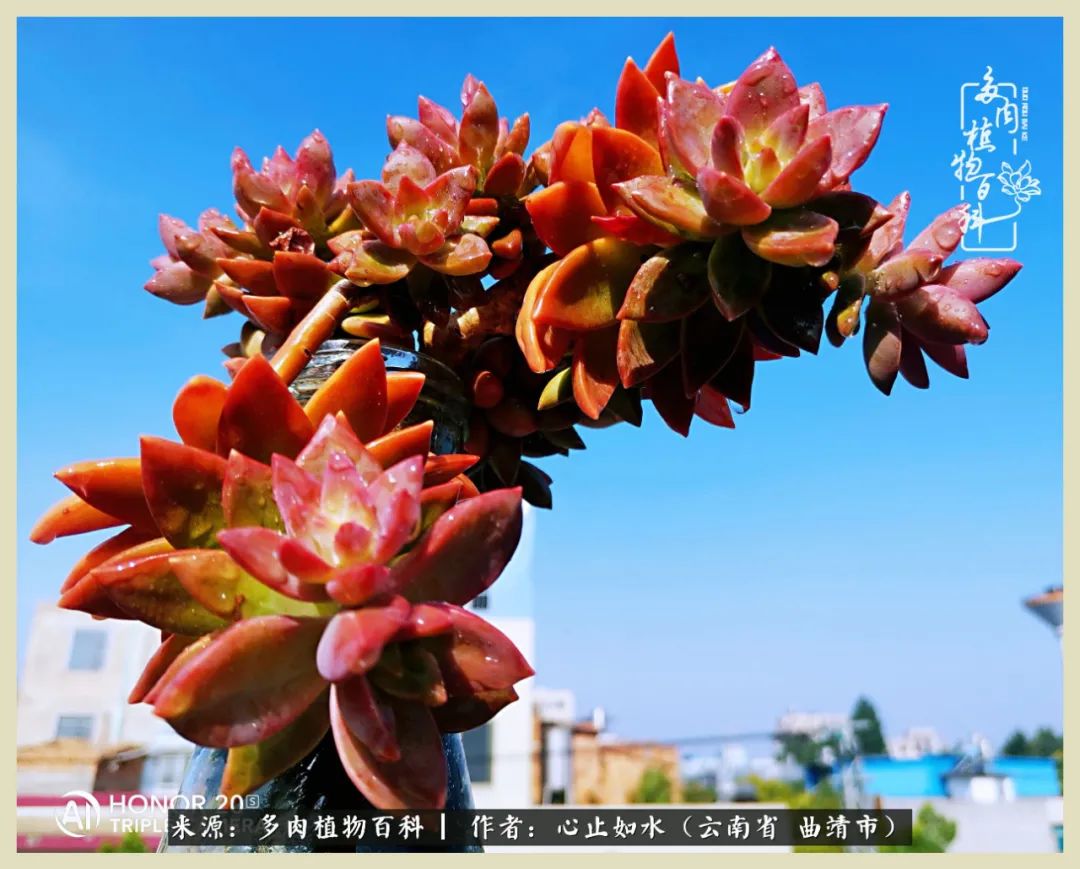 景德镇精品拇指多肉盆,轻奢多肉拇指盆3.5