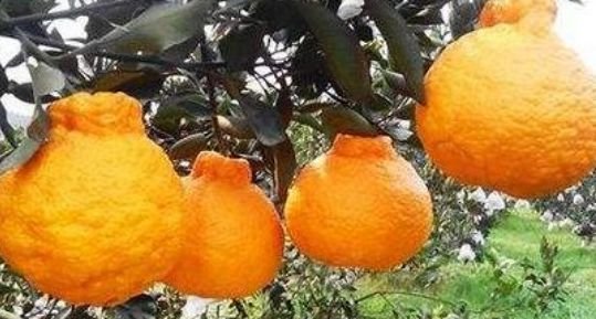 作家九先生:贼生茂（小小说）春花误（五首）‖宁古塔作家