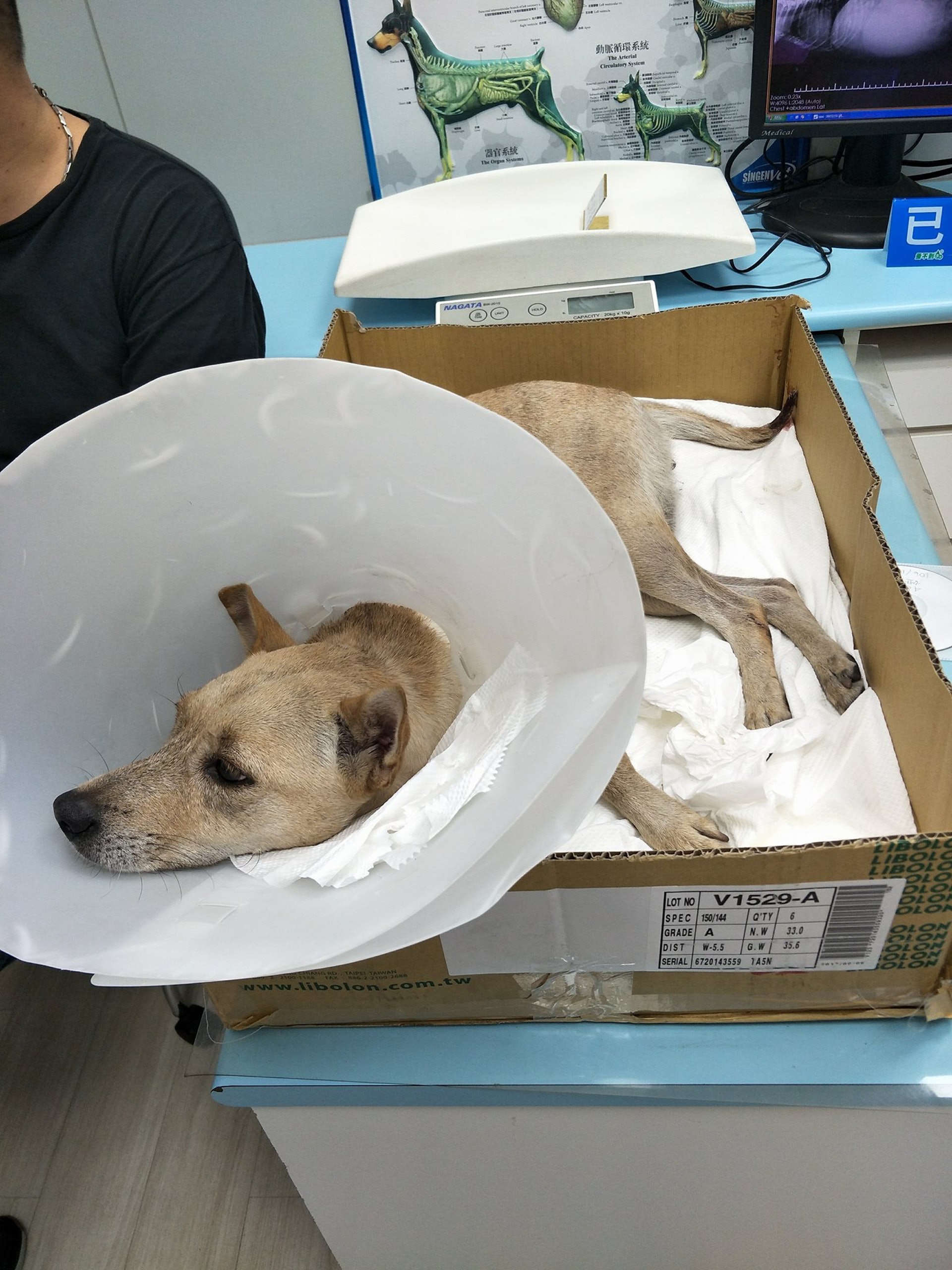 狗狗车祸骨头没断但是不能直立,狗狗脊椎受损瘫痪恢复几率