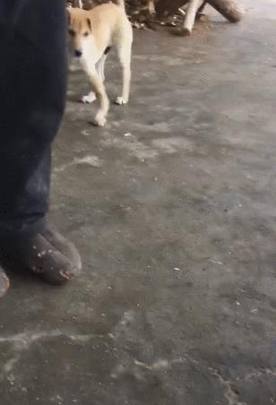 小狗站起来突然歪倒脖子伸直,小狗突然抬起一只脚走路